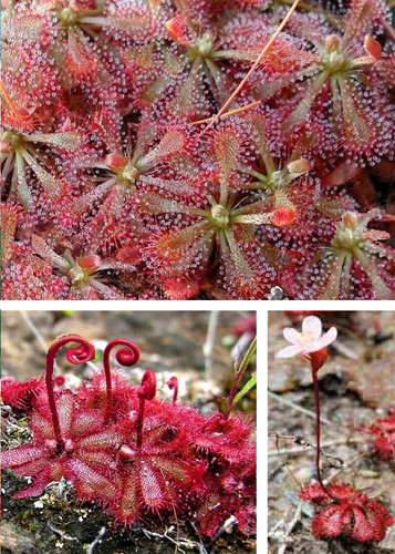 Rot löwenblatt sonnentau - rot, löwenblatt-sonnentau