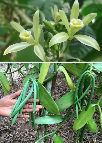 Vanille orchideen exotische - vanille-orchideen,