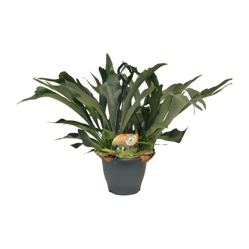 Geweihfarn platycerium - geweihfarn,