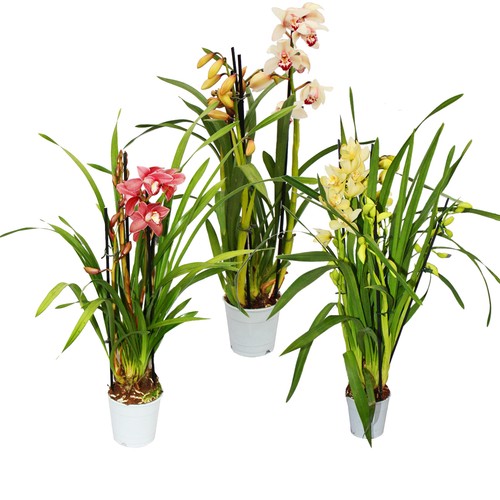 Cymbidium orchidee - cymbidium,