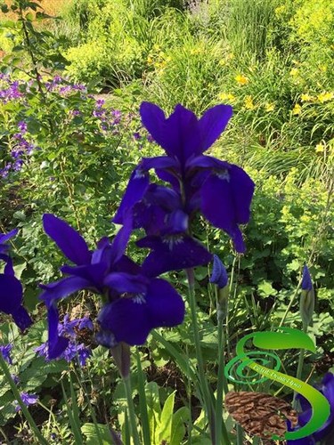 20x blaue iris garten - iris,