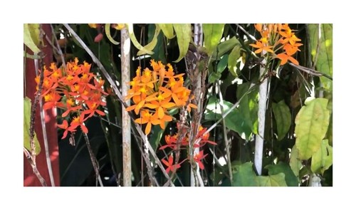 10x epidendrum secundum red - 10x,
