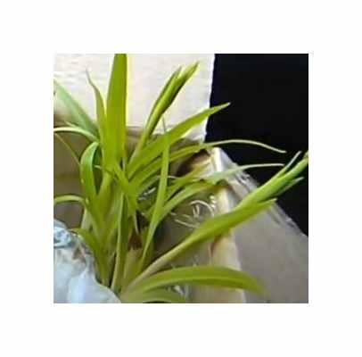20x disa harveiana orchideen - harveiana,