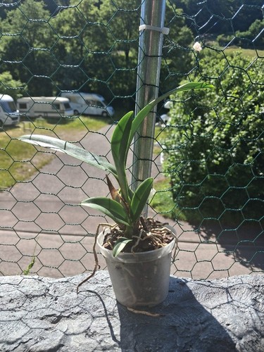 Schomburgkia crispa - , –