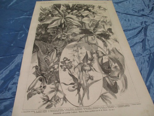 Historischer druck von 1877 - von,