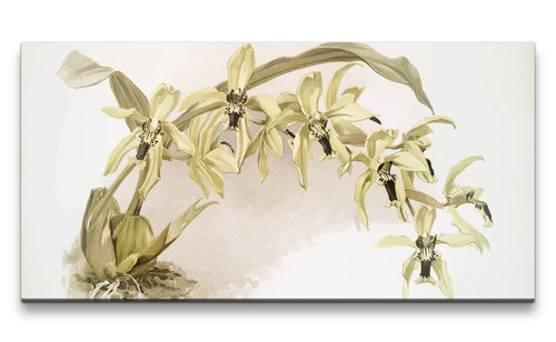 120x60cm remaster exotische - remaster,