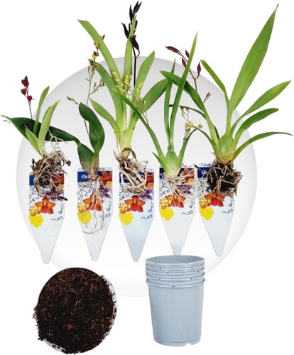 Orchideen pflanzen - orchideen,