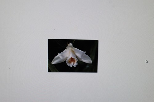 Samen sobralia - 20,