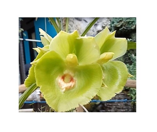100x catasetum expansum - catasetum,