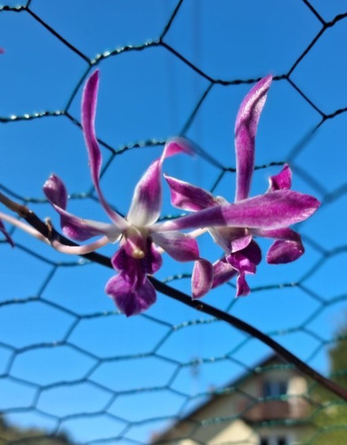 Dendrobium panavee ein - dendrobium,