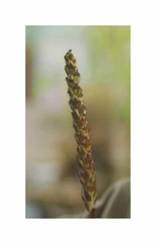 20x disa bracteata orchideen - disa,