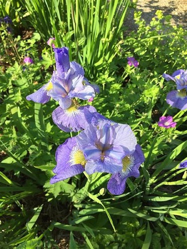 20x iris orchideen - orchideen, hellblau