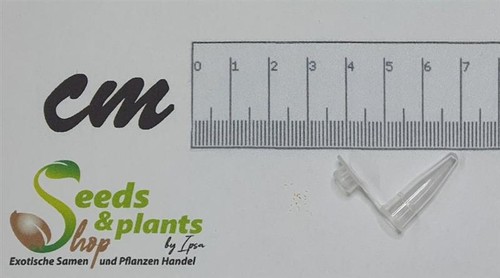 20x eulophia welwitschii - eulophia,