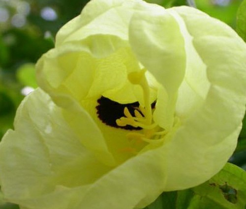 Samen schöner orchideen baum - samen,