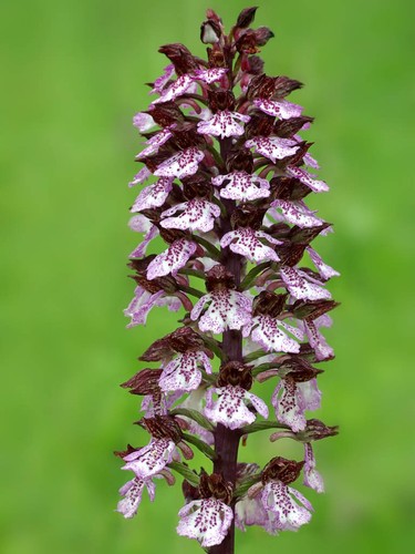 Orchis purpurea - orchis,