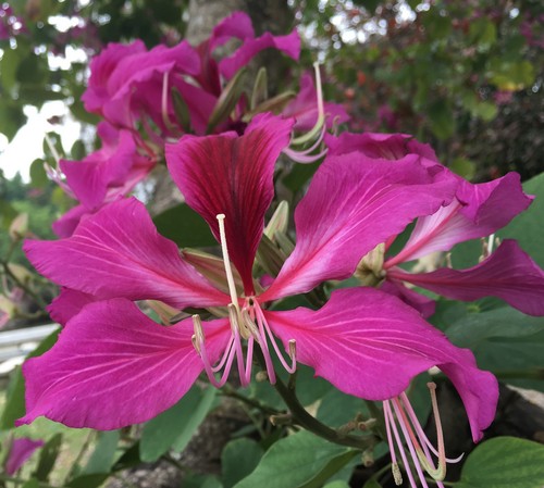 Samen purpurner orchideen - samen, orchideen-baum