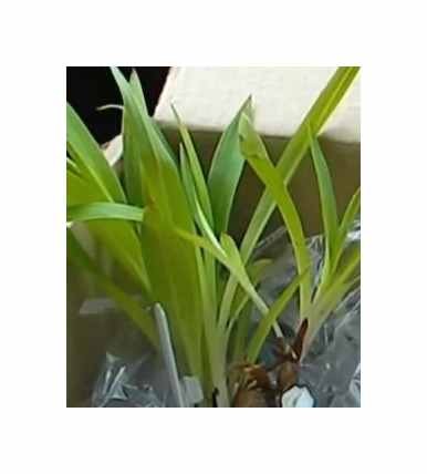 15x disa karooica orchideen - disa,