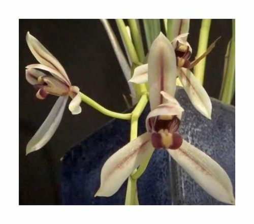 100x cymbidium dayanum - 100x,