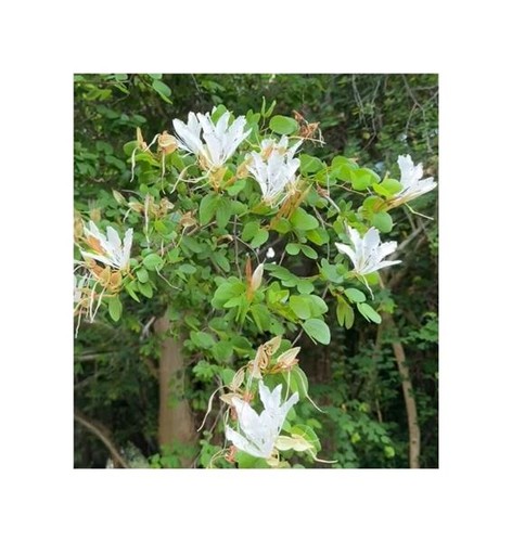 10x bauhinia bowkeri - bauhinia,