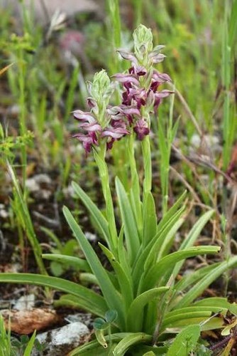 Orchis coriophora