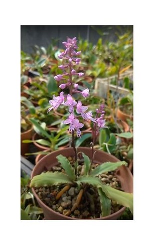 20x stenoglottis fimbriata - 20x,