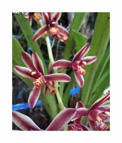 100x cymbidium bicolor - 100x,