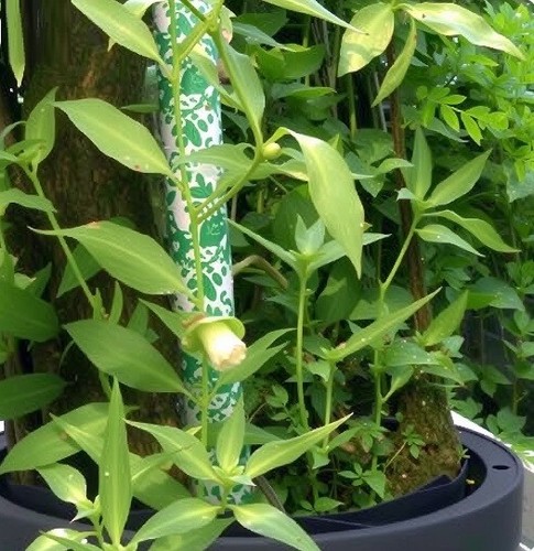 Vanille stecklinge - vanille,