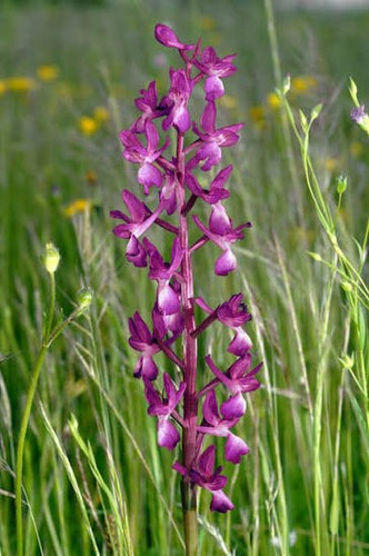 Orchis laxiflora