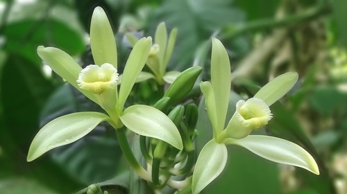 Vanille stecklinge - vanille,