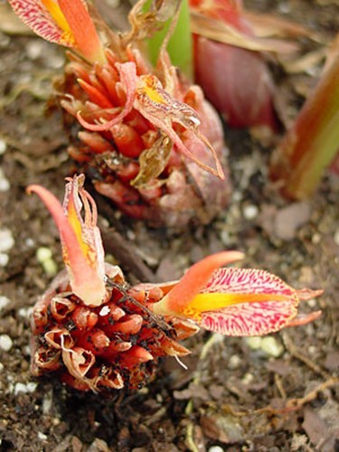 Samen saatgut exotische - samen,