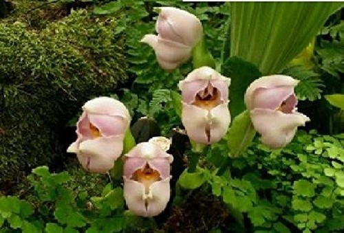 25x zealand baby orchidee - 25x,