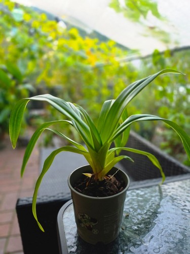 Phragmipedium kovachii