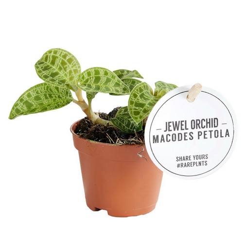 Juwelorchidee macodes petola - -,