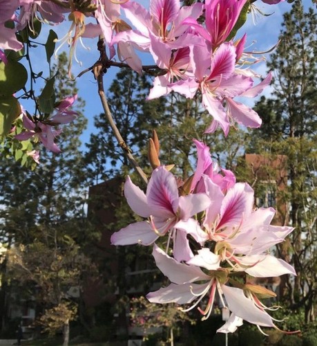 Orchideenbaum samen exot - 10,