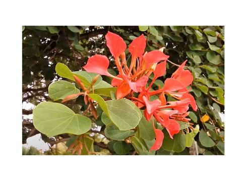 10x bauhinia galpinii - 10x,