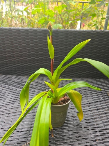 Phragmipedium kovachii