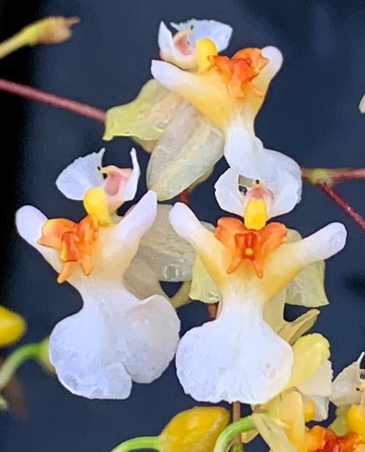 Oncidium twinkle birds pure - twinkle, ´pure
