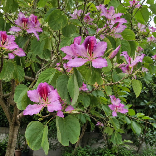 Orchideenbaum samen bauhinia - orchideenbaum,