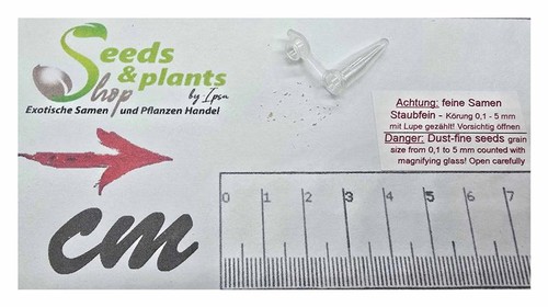 20x eulophia speciosa orchidee - eulophia,