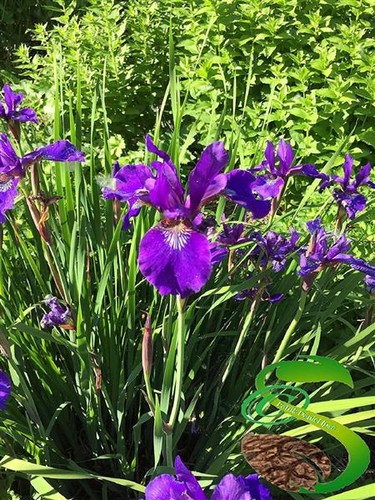 20x iris pseudacorus orchideen - iris,