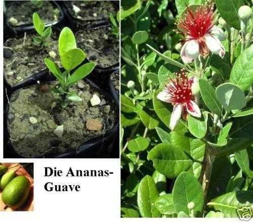 Ananas guave palmen - 2, -palmen