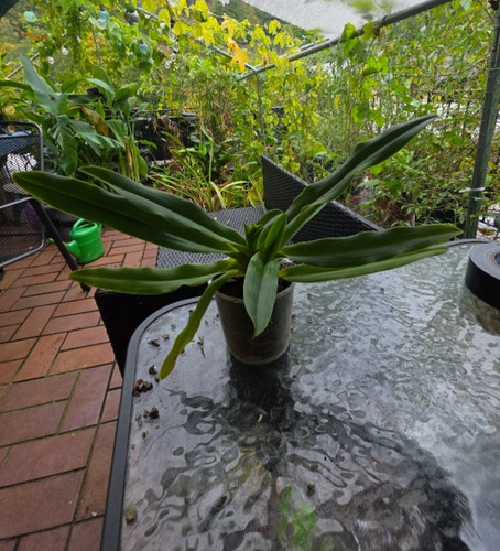 Paphiopedilum purpurascens